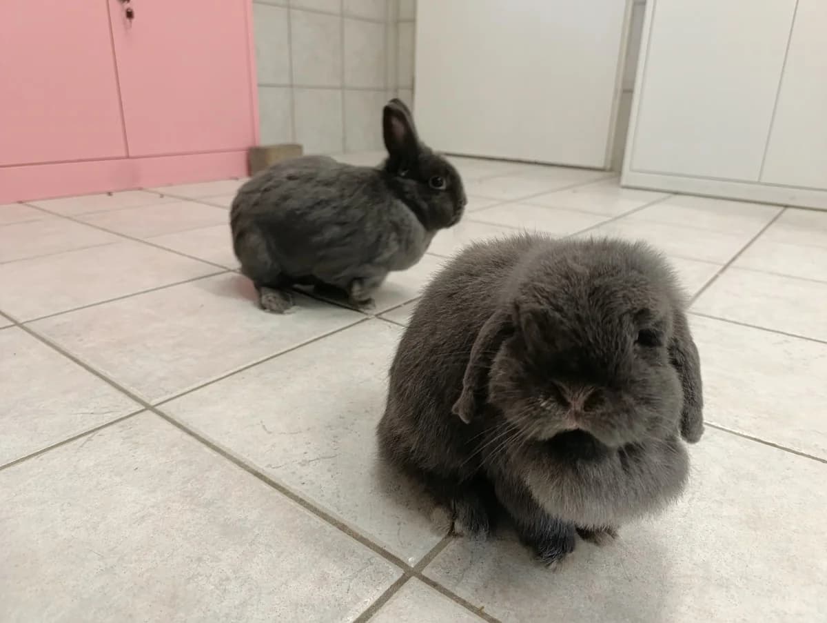Tobi & Hilde, 5yo mixed breed for adoption at Tierheim Hilden, Hilden