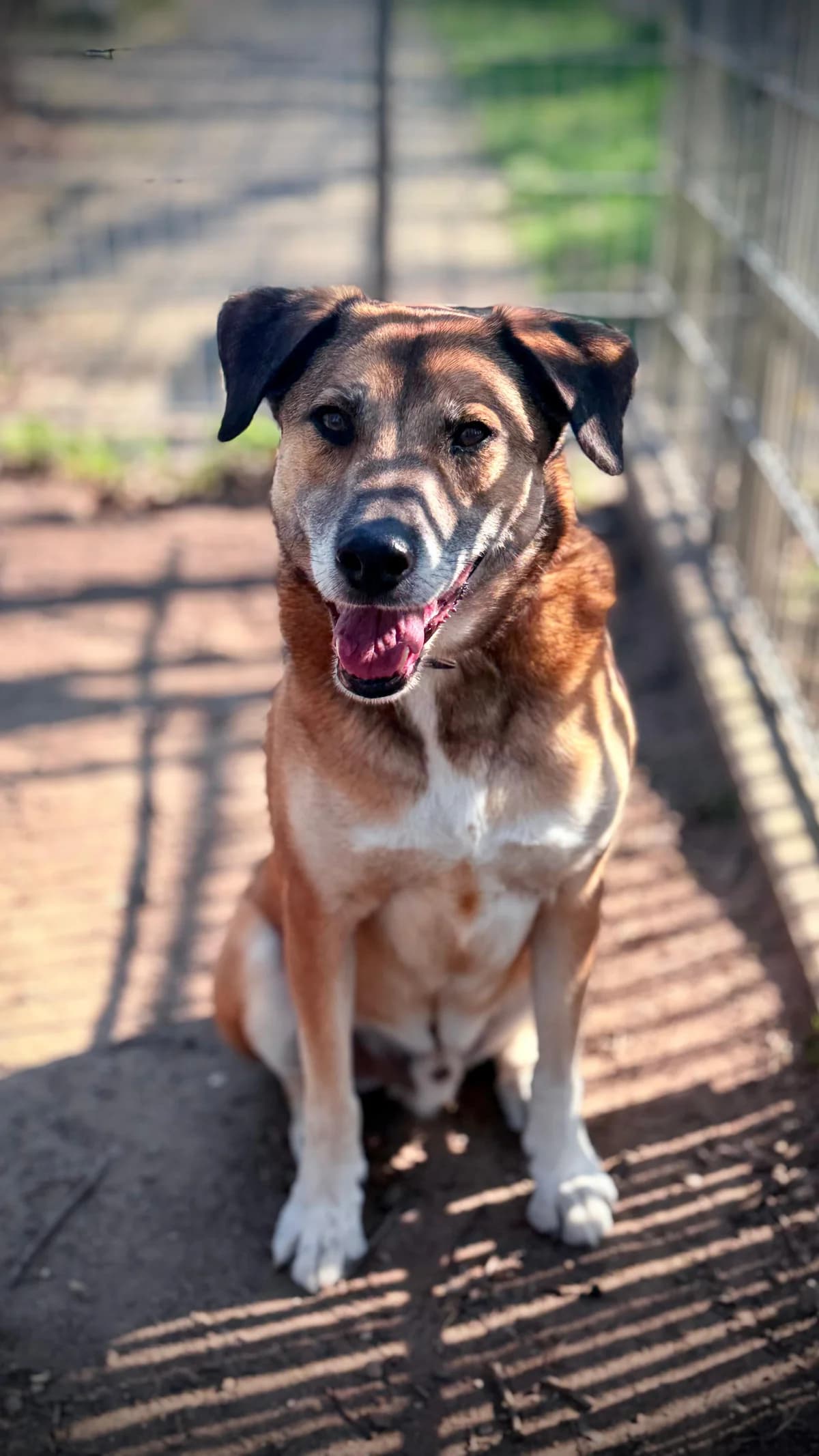 Jani, male senior Mixed Breed Cat for adoption at Tierheim Hilden, Hilden