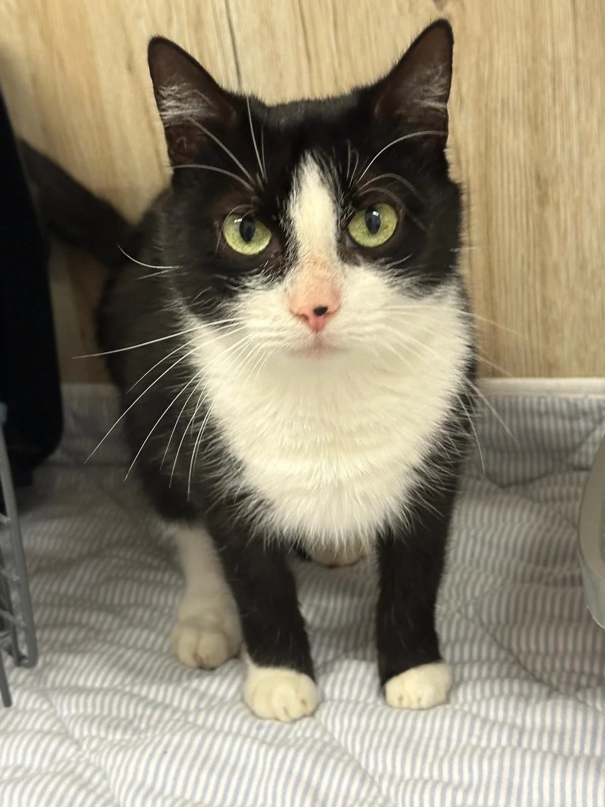 Jiji, female young European Shorthair for adoption at Tierheim Hilden, Hilden