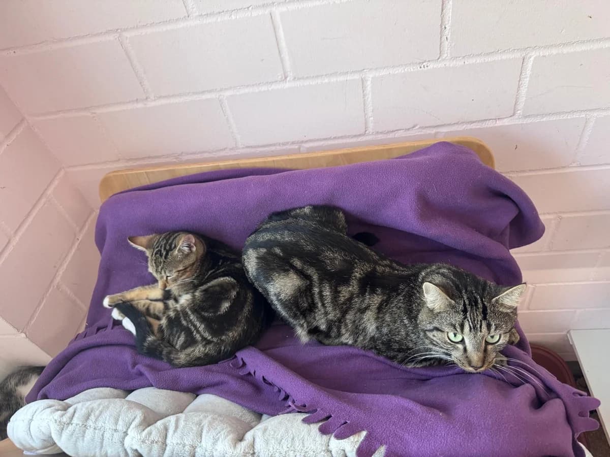 Marmor & Jonny, male young European Shorthair for adoption at Tierheim Hilden, Hilden
