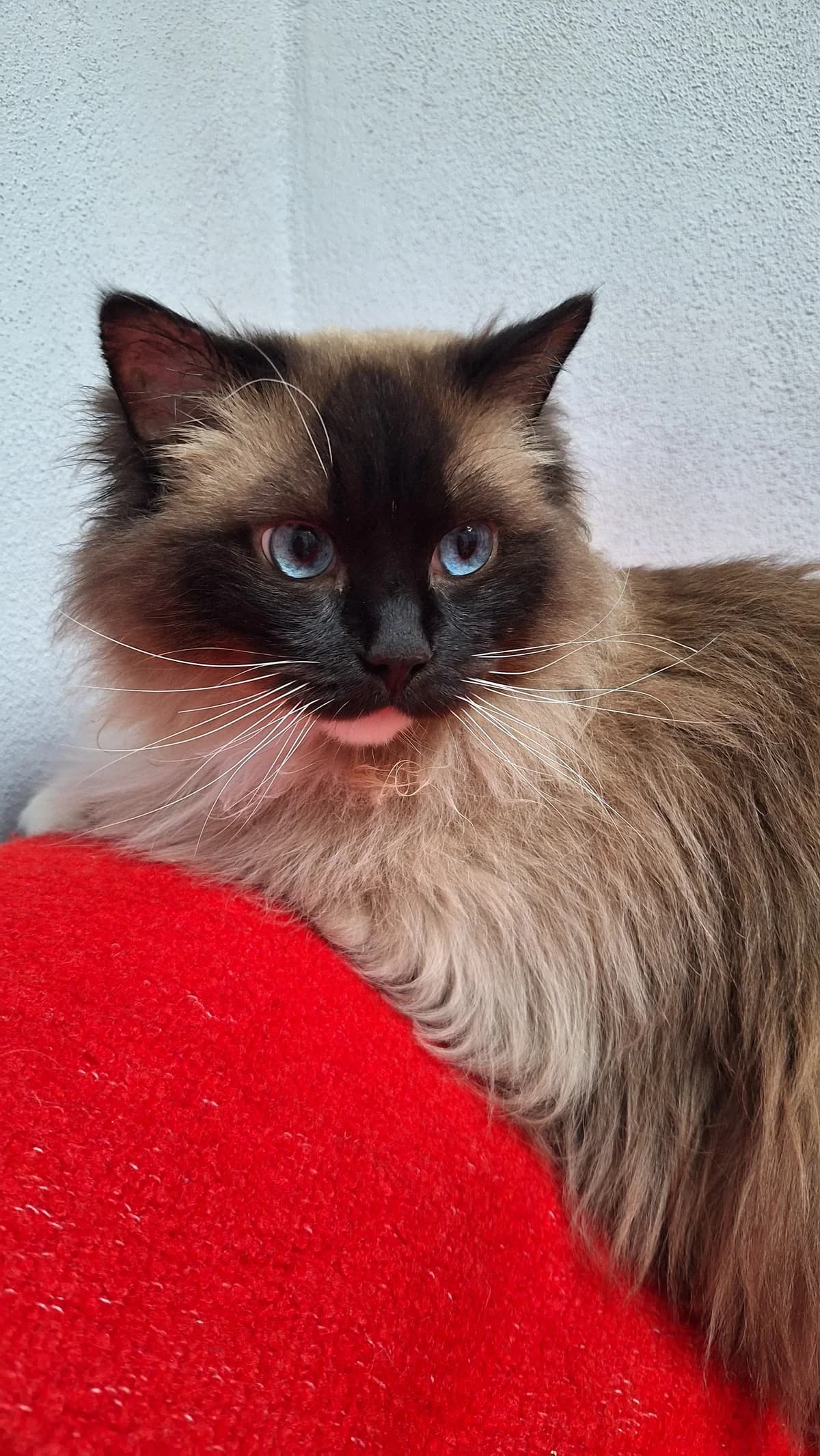 Joulie, female Ragdoll for adoption at Tierheim Hilden, Hilden