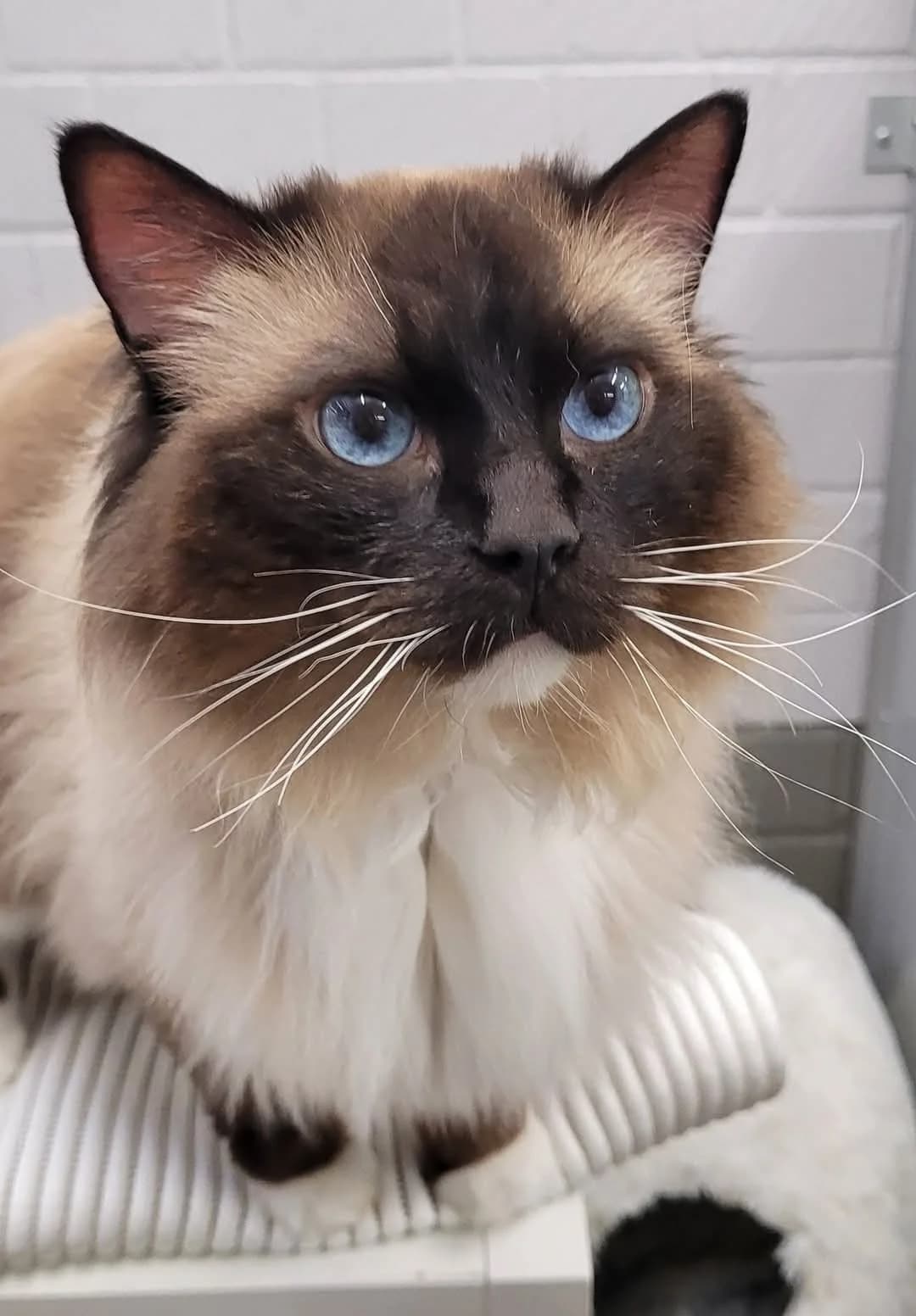 Joulie, female senior Ragdoll for adoption at Tierheim Hilden, Hilden