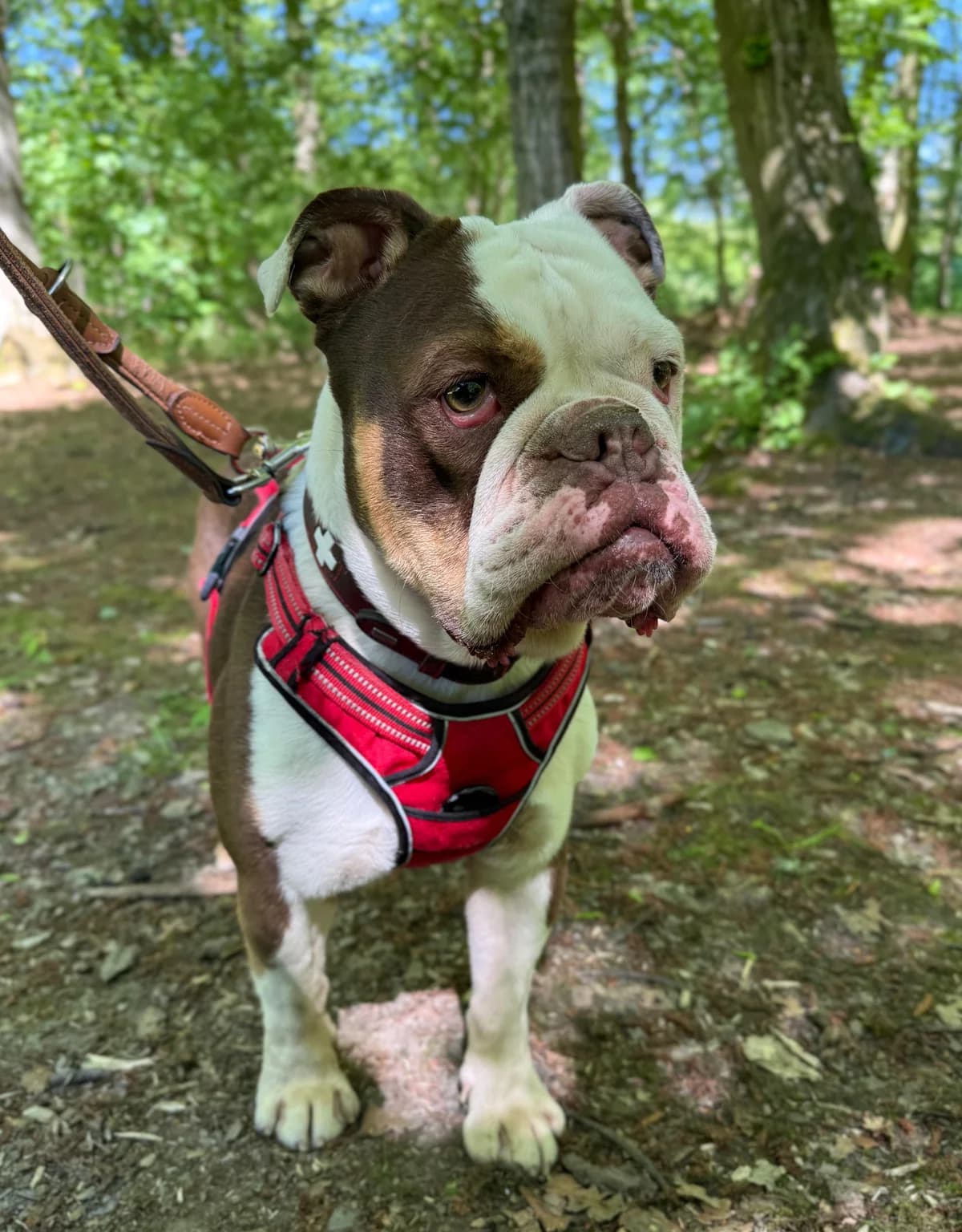 Kalle, male English Bulldog for adoption at Tierheim Hilden, Hilden
