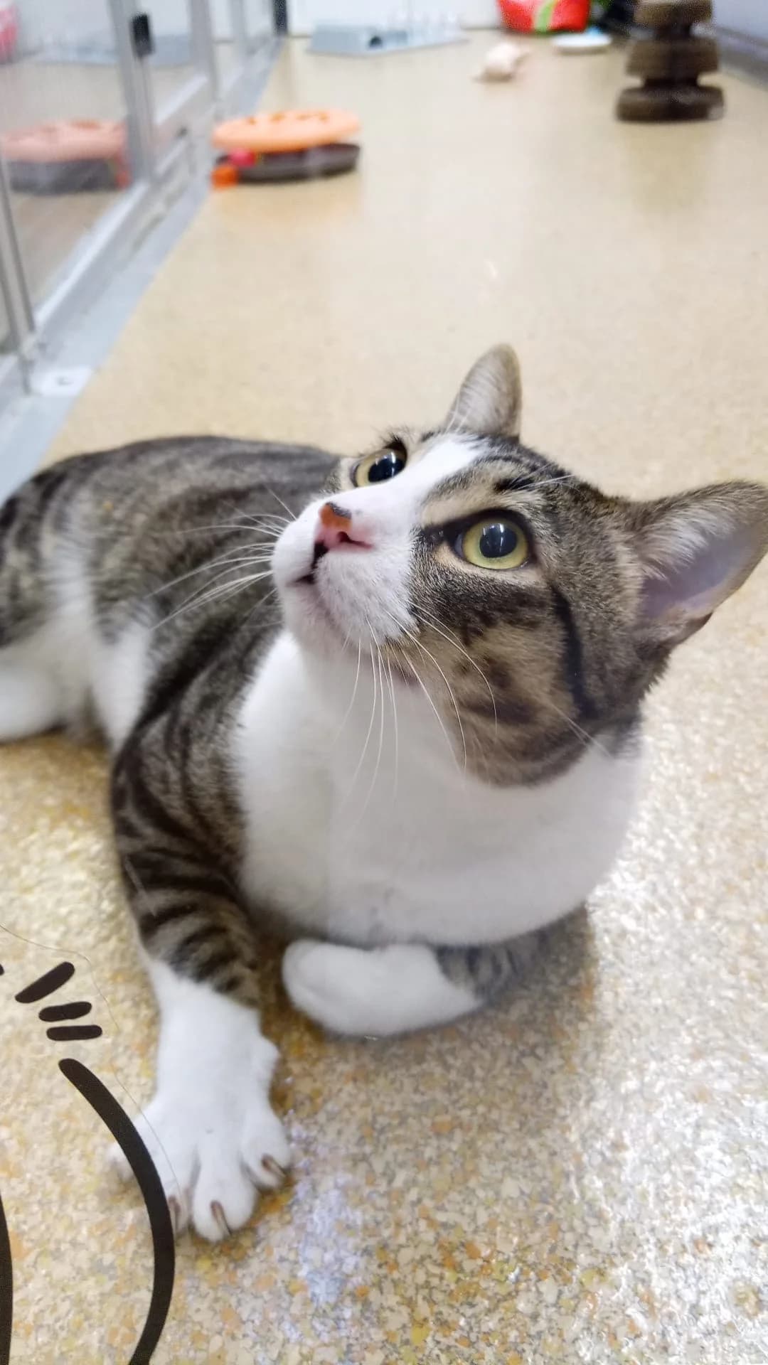 Kashmir, male European Shorthair for adoption at Tierheim Hilden, Hilden