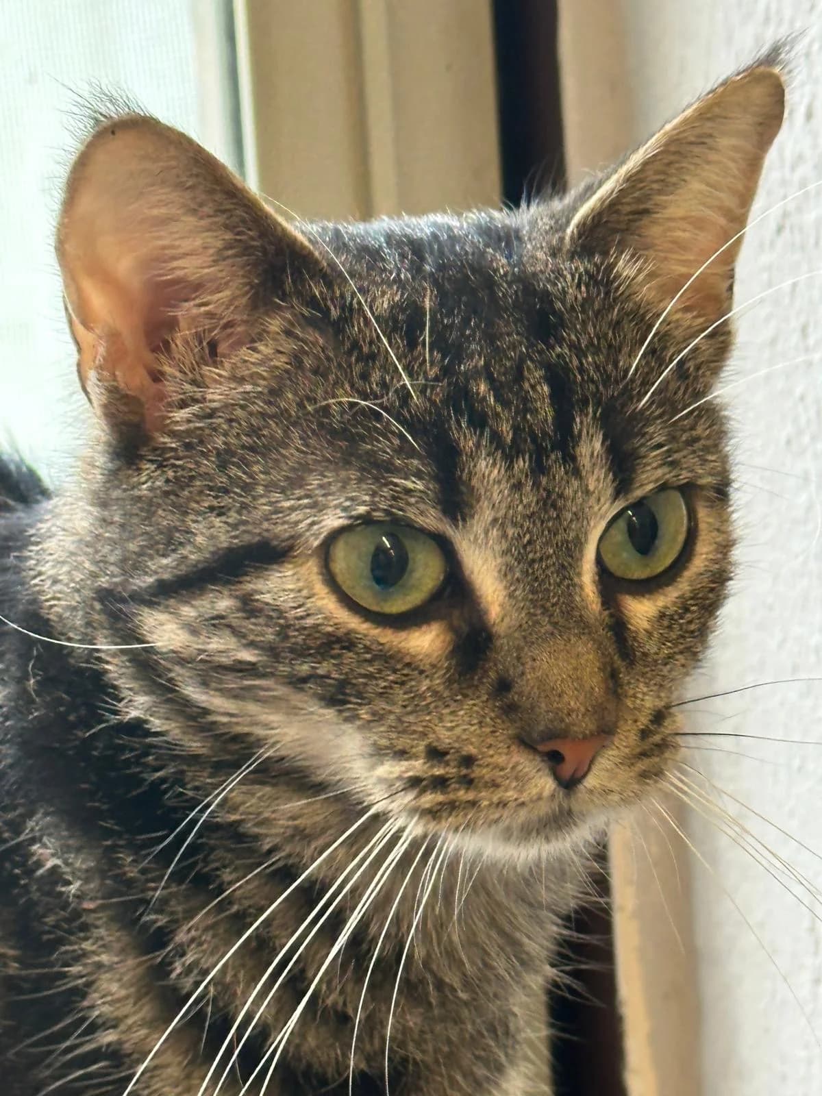 Kiki, female young European Shorthair for adoption at Tierheim Hilden, Hilden