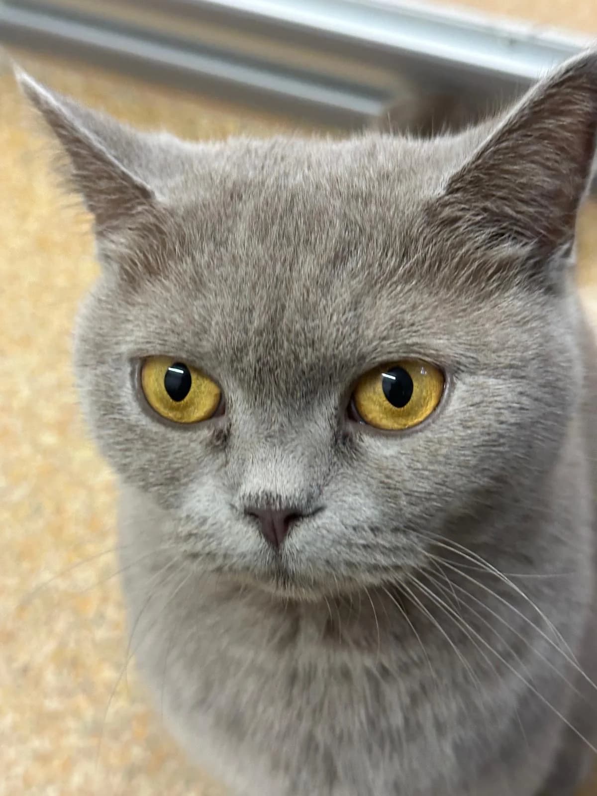 Kitty, female young British Shorthair for adoption at Tierheim Hilden, Hilden
