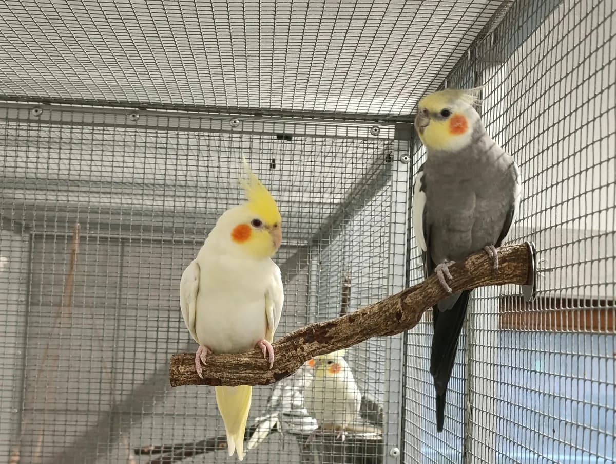Kiki & Pino, mixed breed for adoption at Tierheim Hilden, Hilden