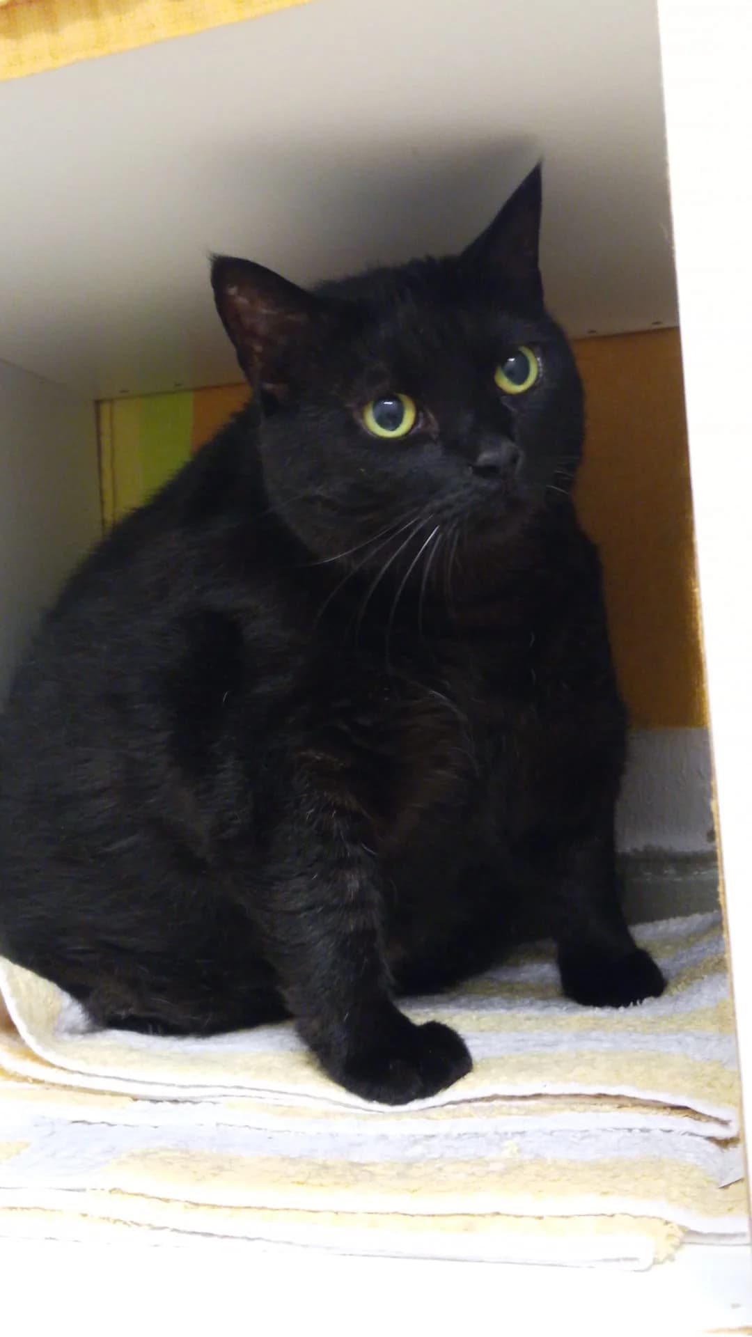 Kira, female senior European Shorthair for adoption at Tierheim Hilden, Hilden