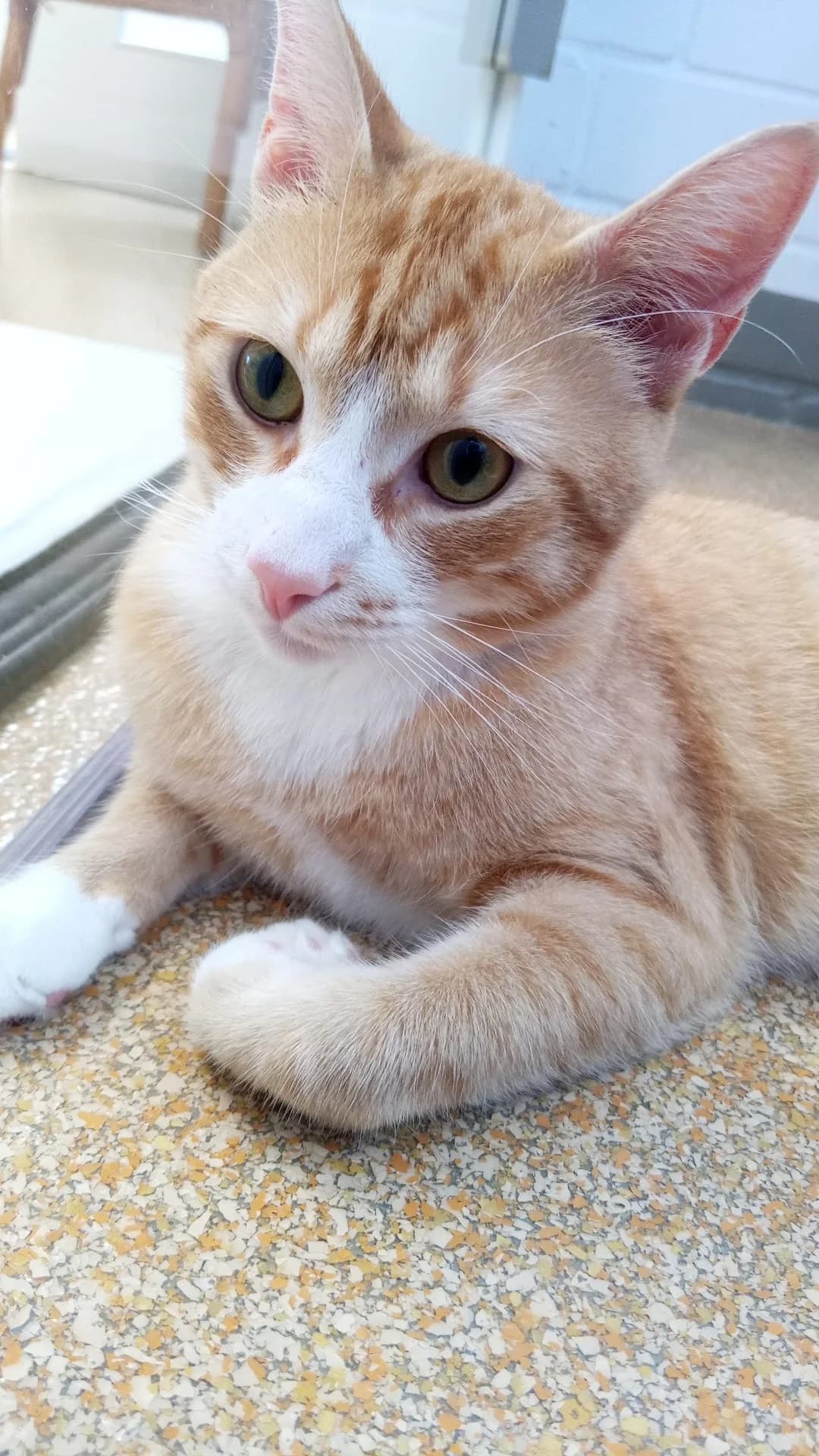 Larry, male young European Shorthair for adoption at Tierheim Hilden, Hilden