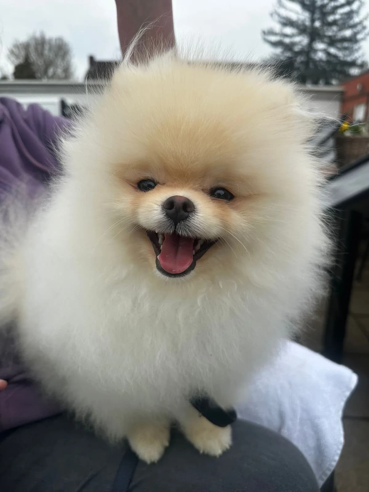 Leo, male Pomeranian for adoption at Tierheim Hilden, Hilden
