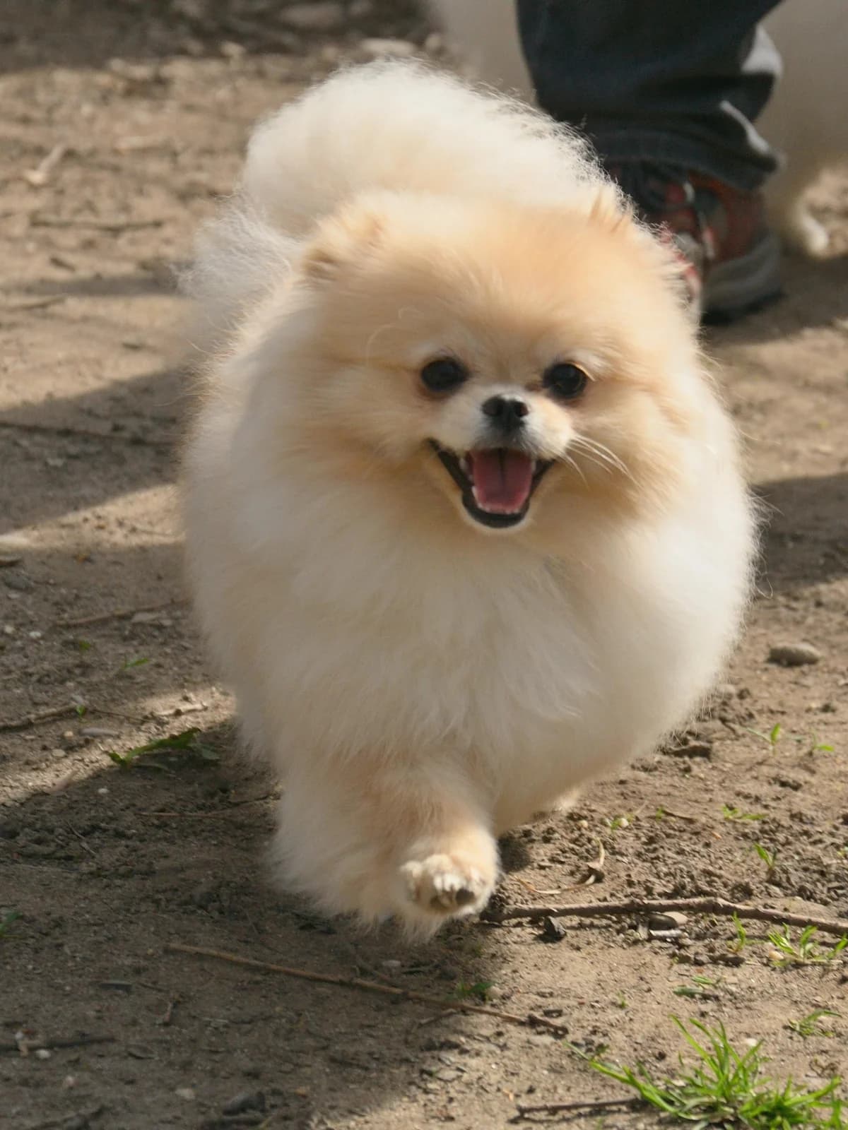 Lia, female Pomeranian for adoption at Tierheim Hilden, Hilden
