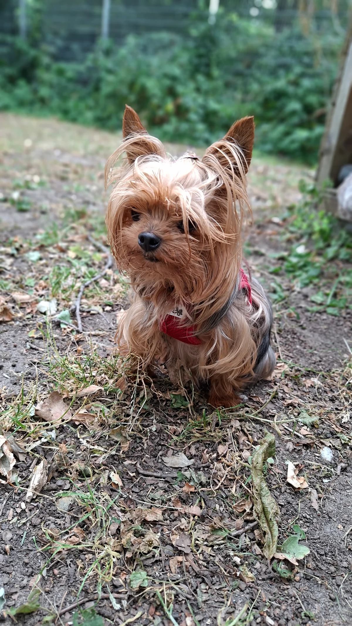Lucy, female 5yo Yorkshire Terrier for adoption at Tierheim Hilden, Hilden