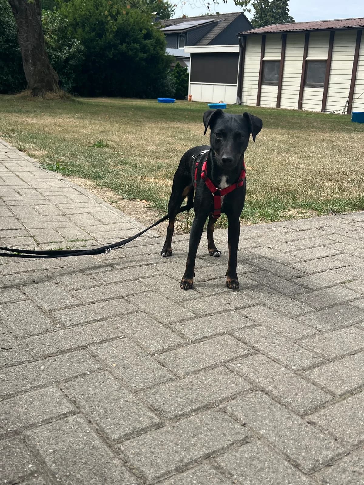 Maja, female 3yo mixed breed for adoption at Tierheim Hilden, Hilden
