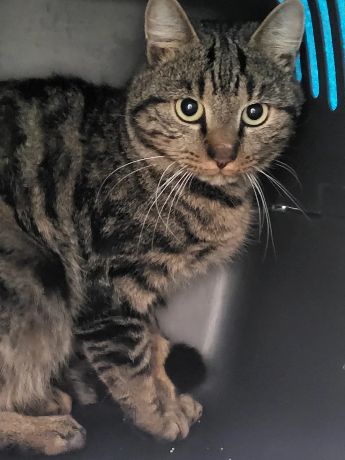 Marmor, male European Shorthair for adoption at Tierheim Hilden, Hilden