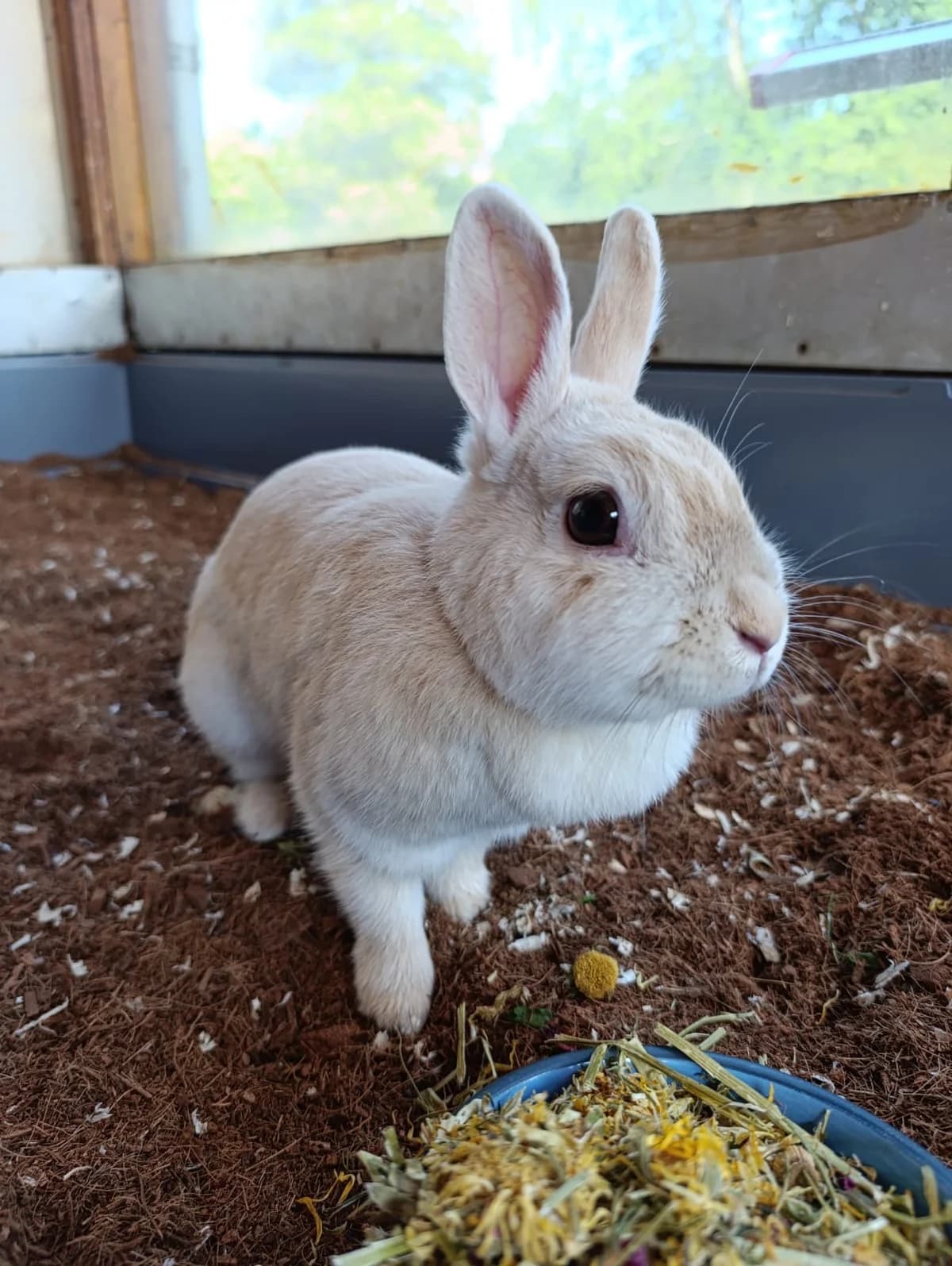 Mathilde, female 4yo mixed breed for adoption at Tierheim Hilden, Hilden