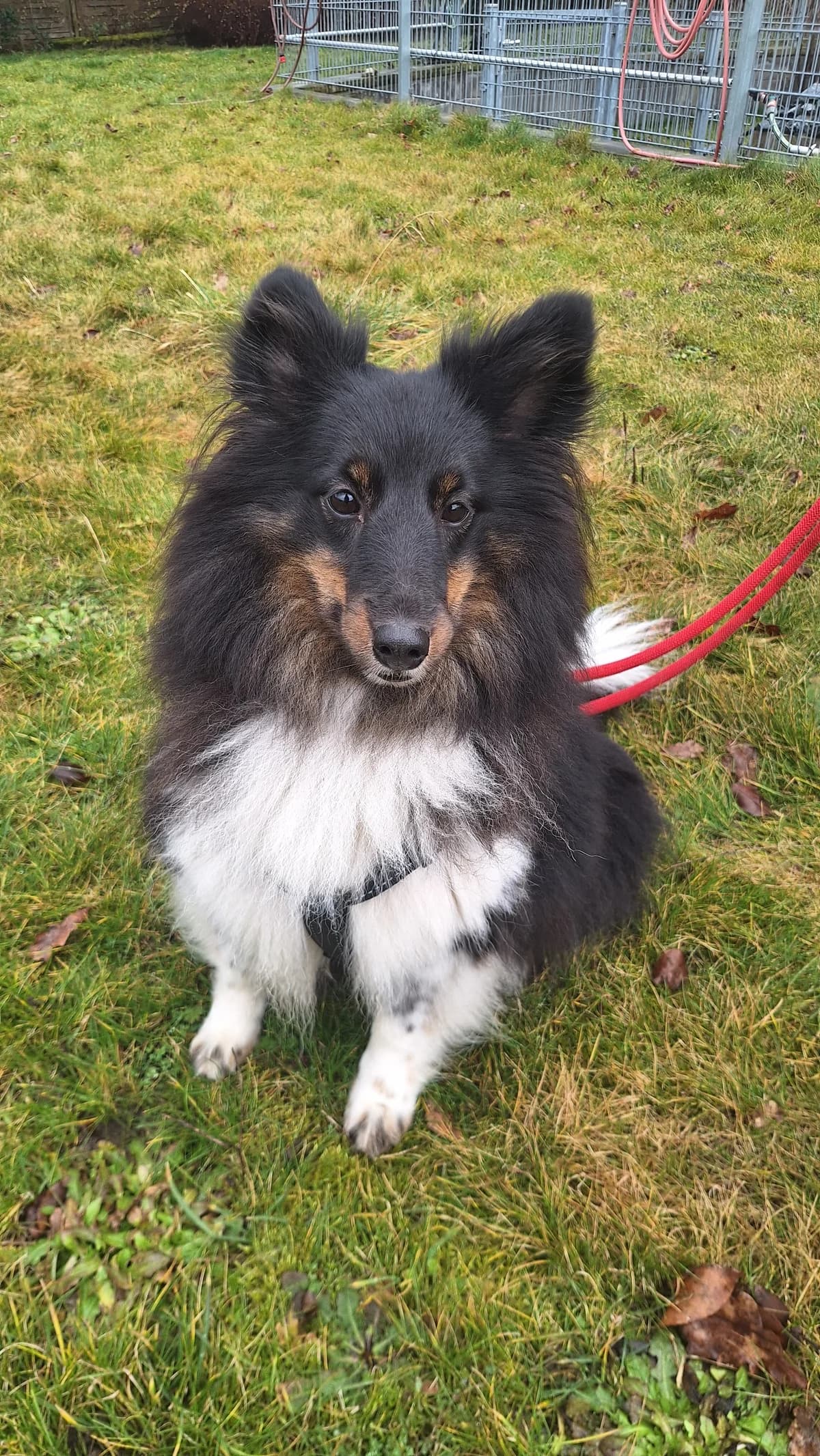 Vaiana, female mixed breed for adoption at Tierheim Hilden, Hilden