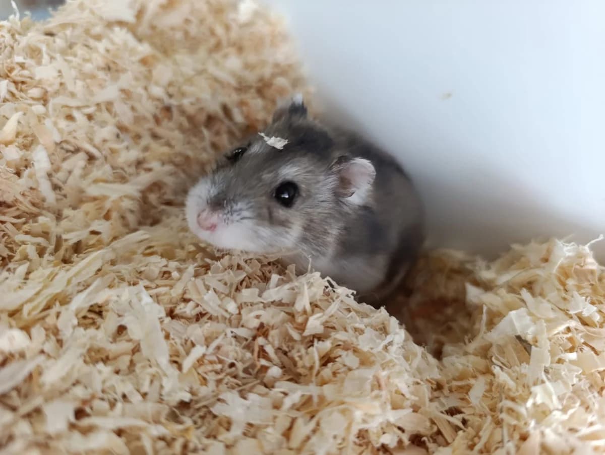 Merle, female mixed breed for adoption at Tierheim Hilden, Hilden