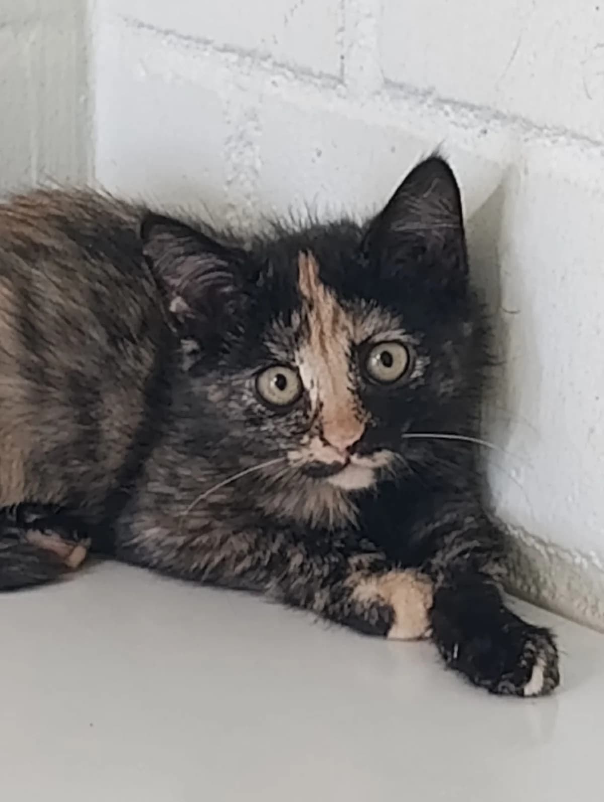 Milli & Mika, female puppy European Shorthair for adoption at Tierheim Hilden, Hilden