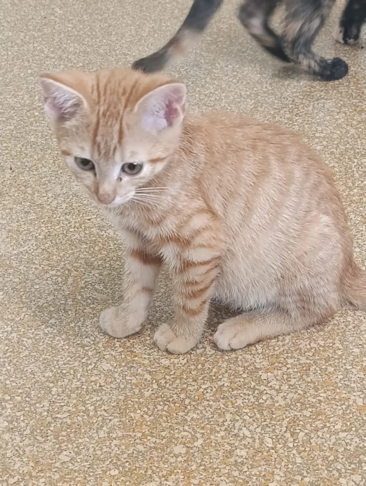 Miro & Milo, male puppy European Shorthair for adoption at Tierheim Hilden, Hilden