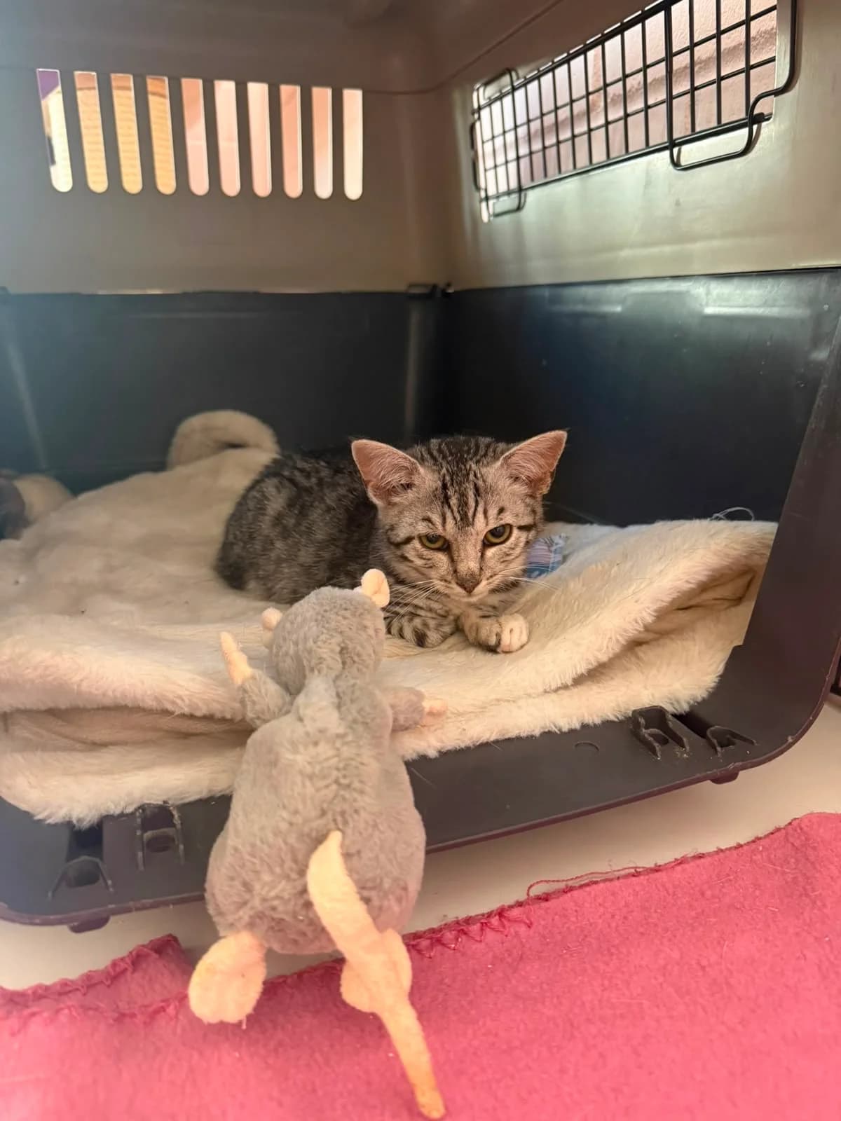 Mimi & Oliver, puppy European Shorthair for adoption at Tierheim Hilden, Hilden