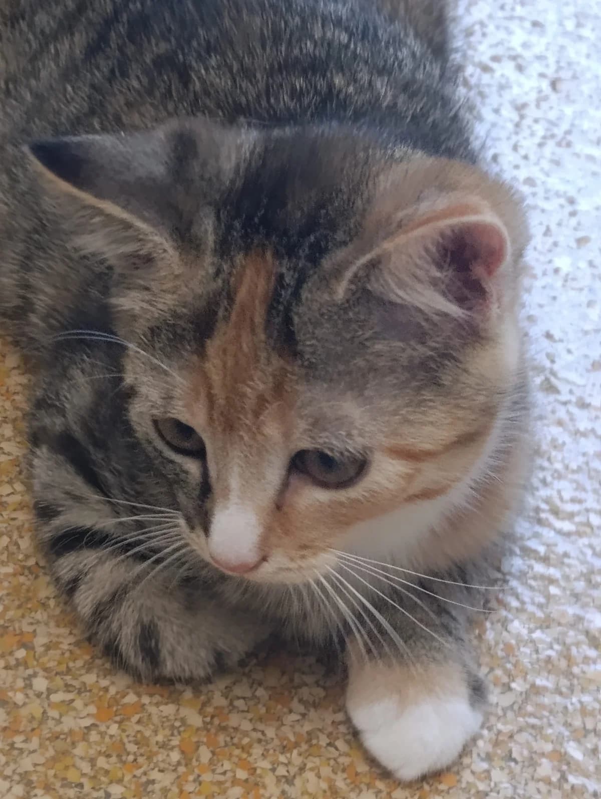 Mira & Mila, female puppy European Shorthair for adoption at Tierheim Hilden, Hilden