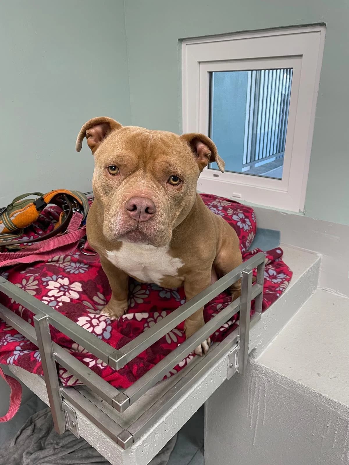 Nala, female Staffordshire Bull Terrier for adoption at Tierheim Hilden, Hilden