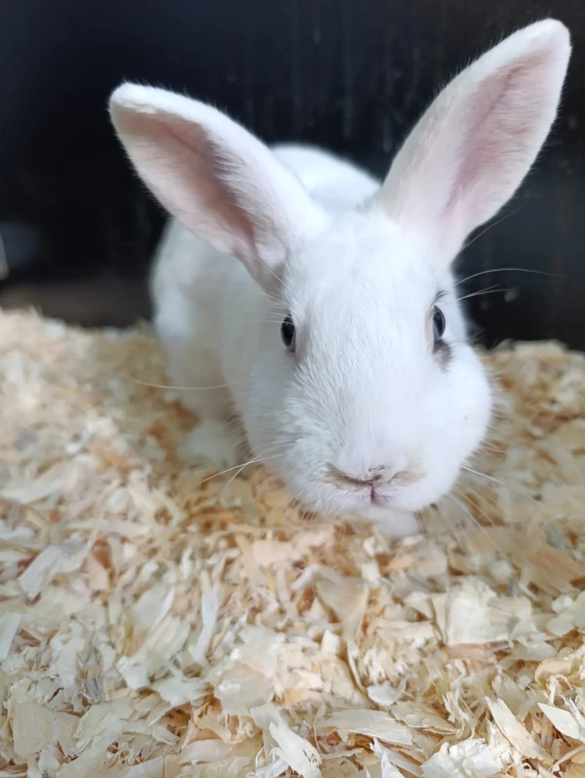 Olaf, male mixed breed for adoption at Tierheim Hilden, Hilden