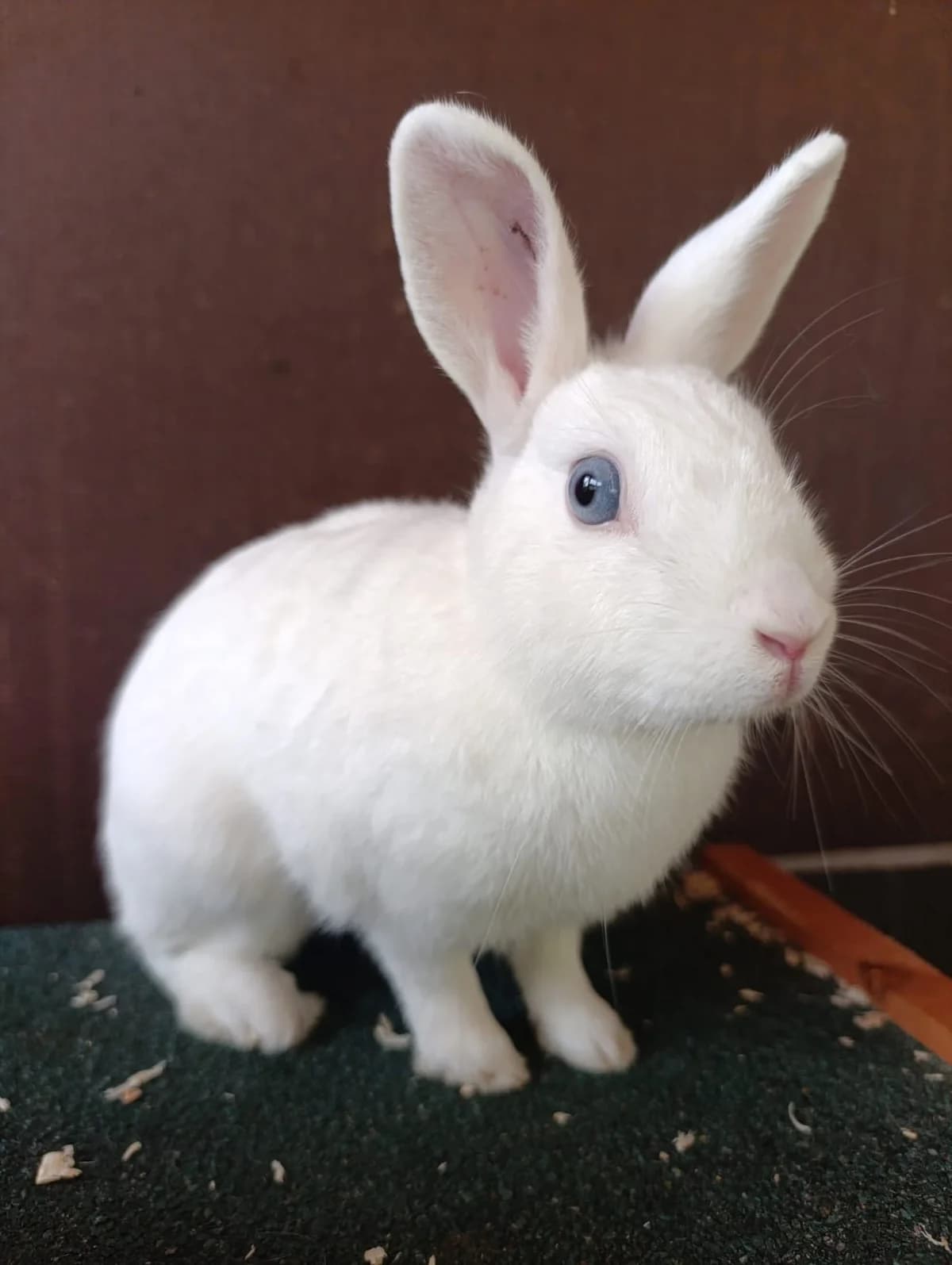 Olaf, male puppy mixed breed for adoption at Tierheim Hilden, Hilden