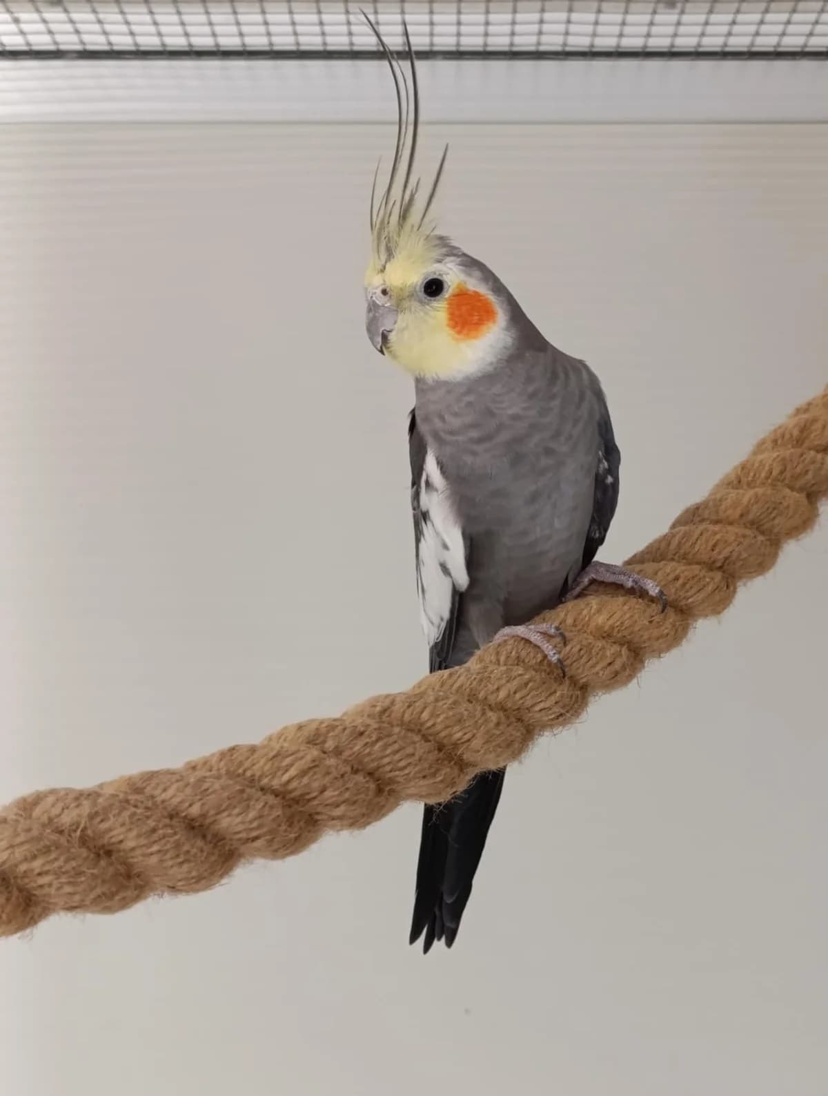 Pablo, male mixed breed for adoption at Tierheim Hilden, Hilden