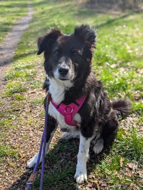 Pamela, female senior Collie for adoption at Tierheim Hilden, Hilden