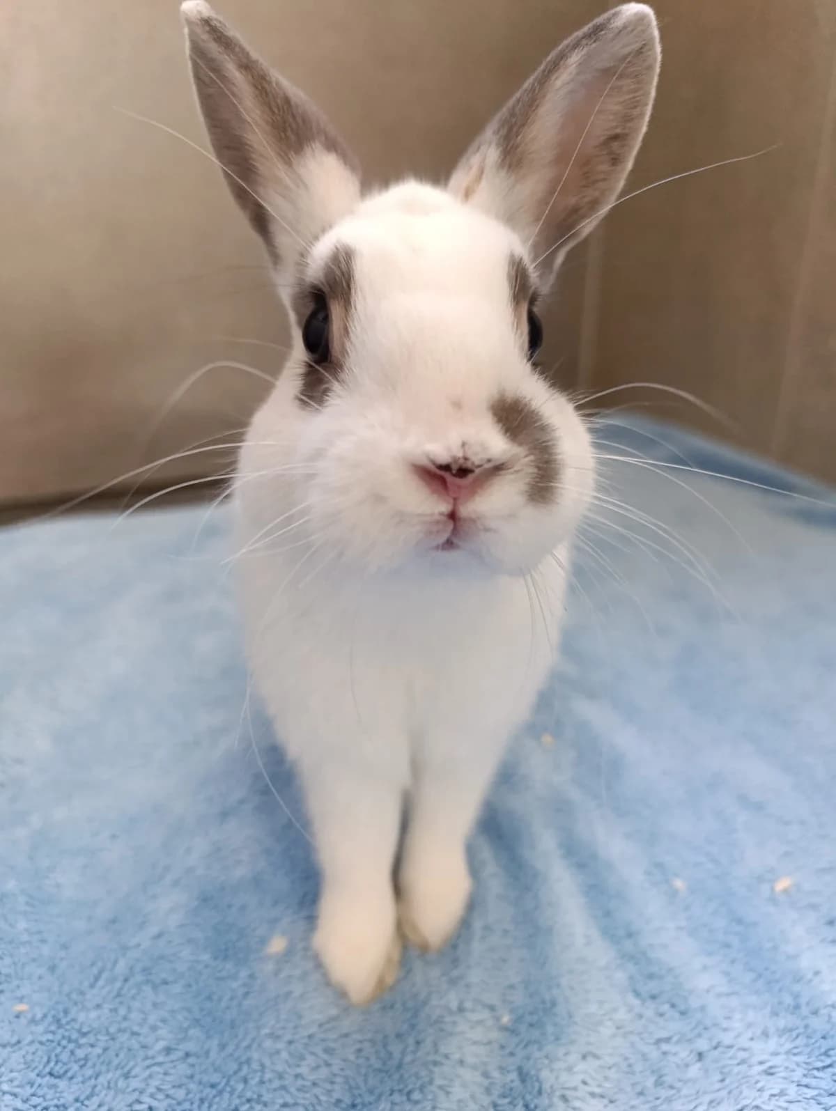 Pascal, male mixed breed for adoption at Tierheim Hilden, Hilden