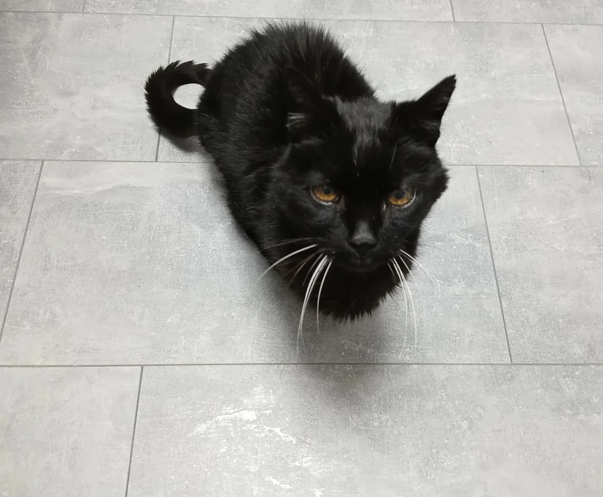 Peppy sucht Paten, male European Shorthair for adoption at Tierheim Hilden, Hilden