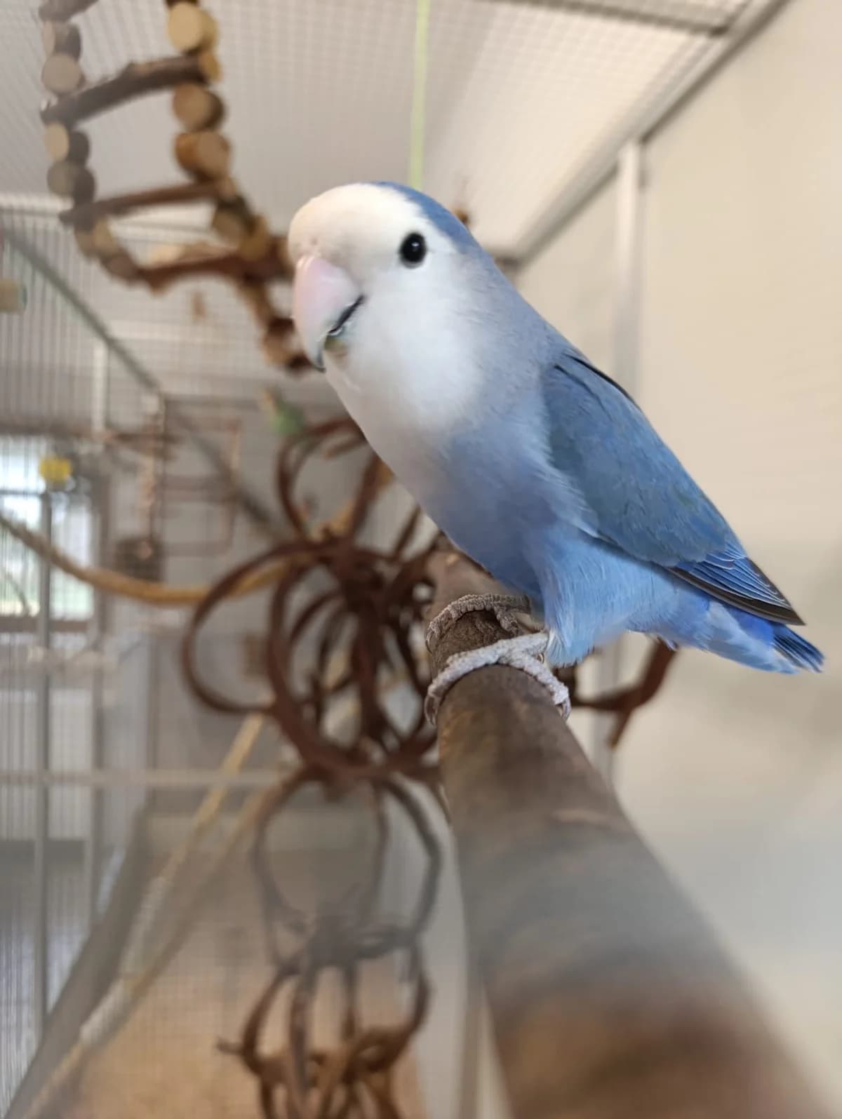 Piper, female mixed breed for adoption at Tierheim Hilden, Hilden