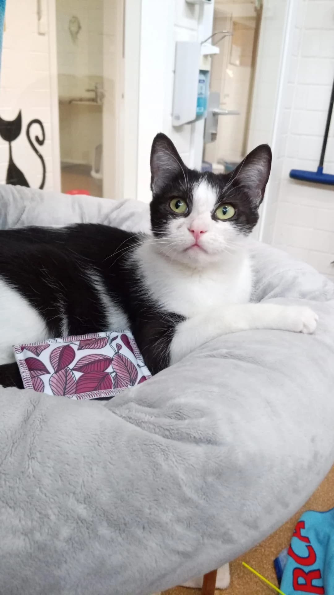 Polly, female young European Shorthair for adoption at Tierheim Hilden, Hilden