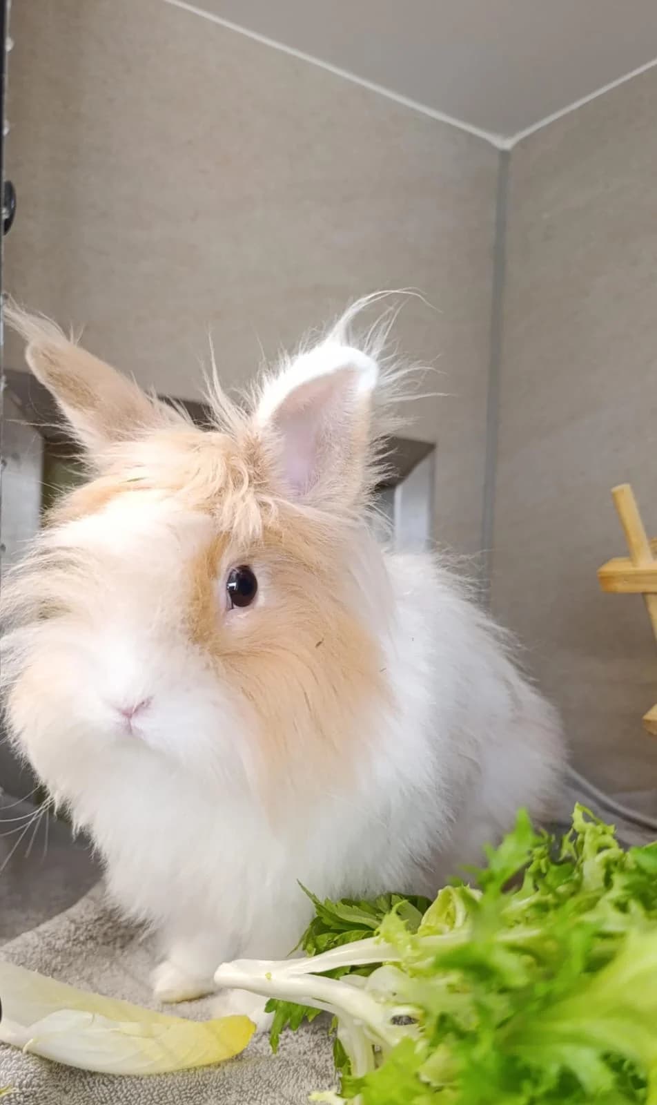 Pumuckl, male mixed breed for adoption at Tierheim Hilden, Hilden
