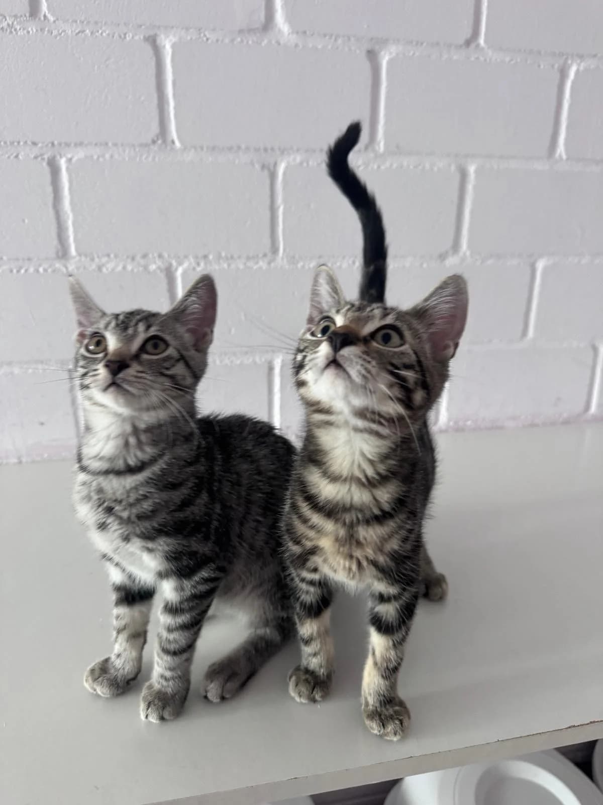 Gus & Randall, male puppy European Shorthair for adoption at Tierheim Hilden, Hilden