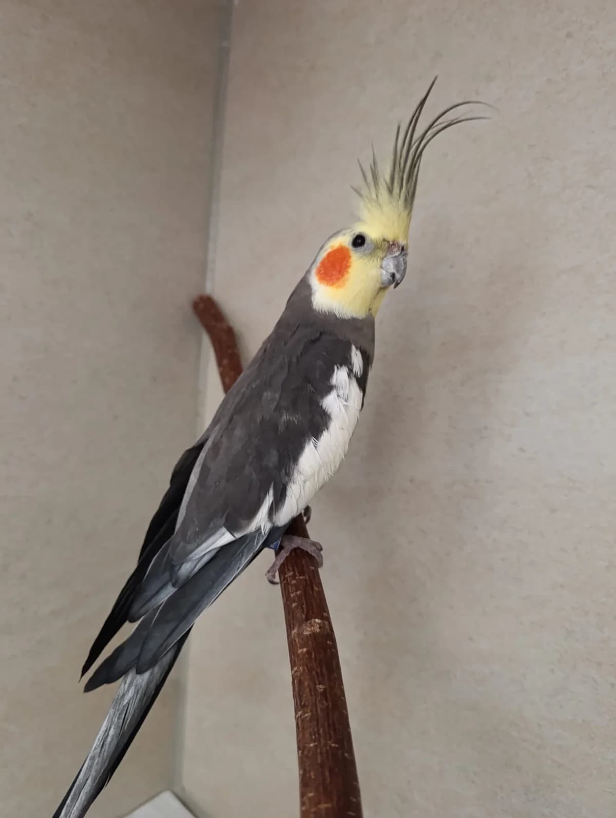 Ribbit, male mixed breed for adoption at Tierheim Hilden, Hilden