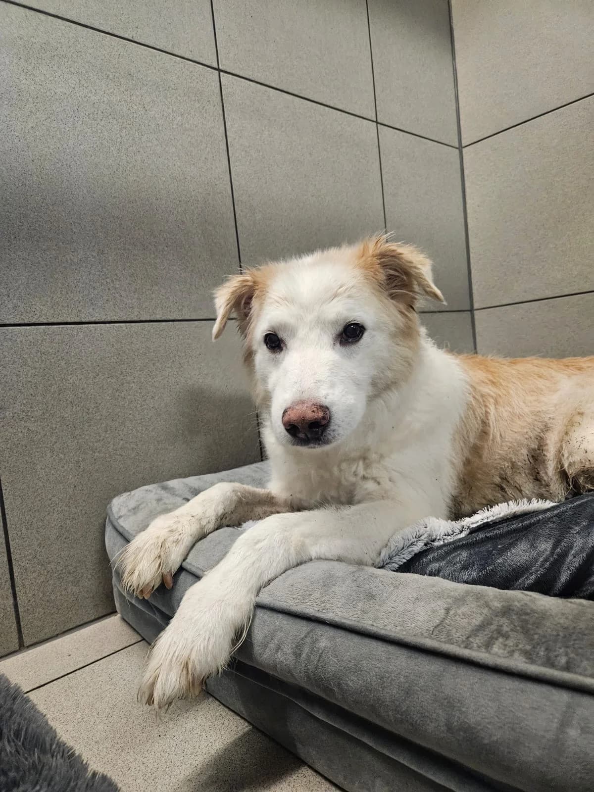 Rudi, male senior mixed breed for adoption at Tierheim Hilden, Hilden