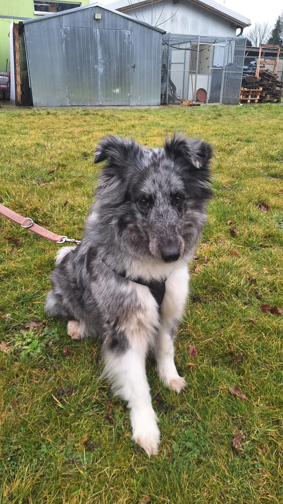 Mulan, female mixed breed for adoption at Tierheim Hilden, Hilden