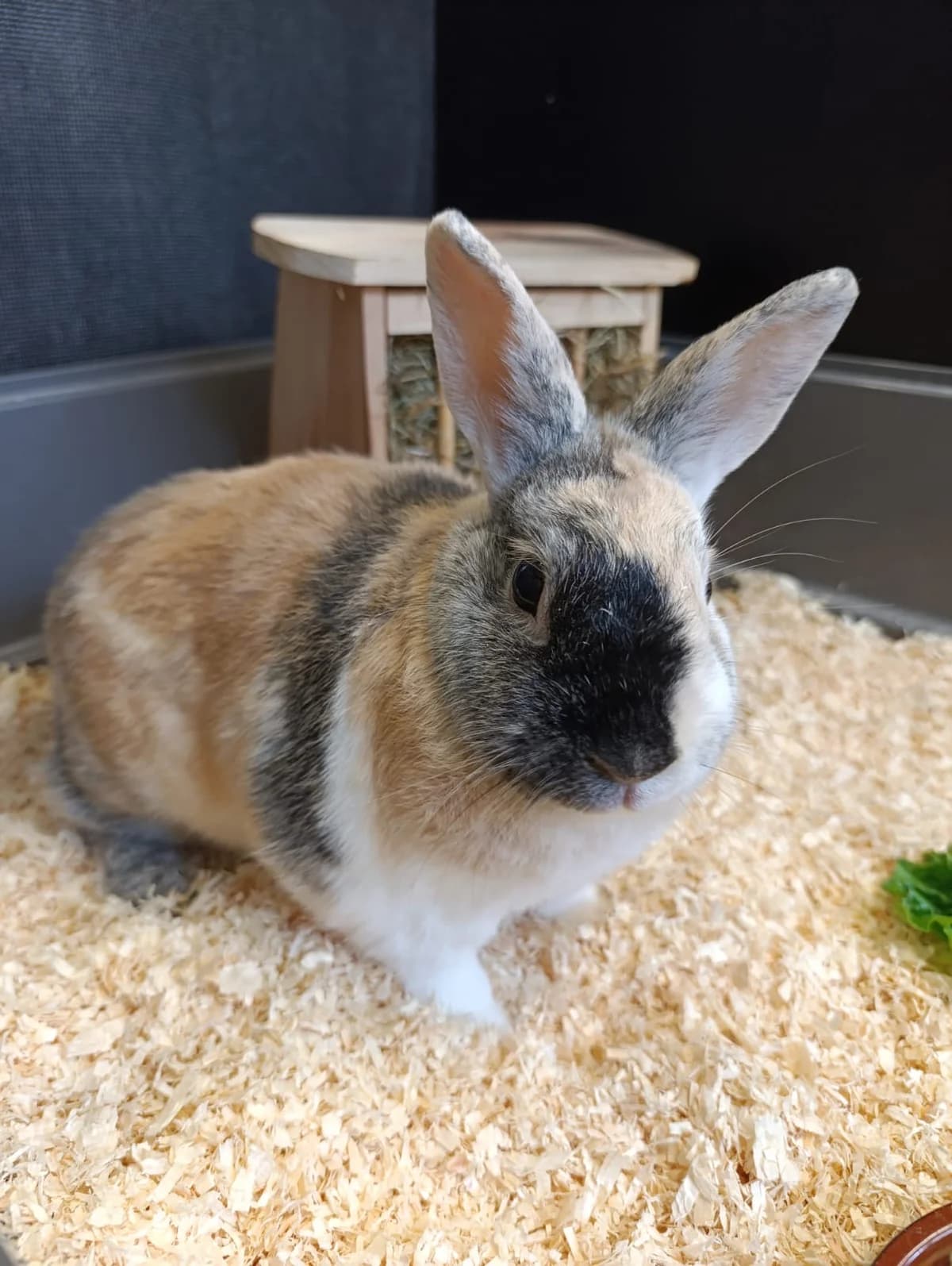 Sanji, male 7yo mixed breed for adoption at Tierheim Hilden, Hilden