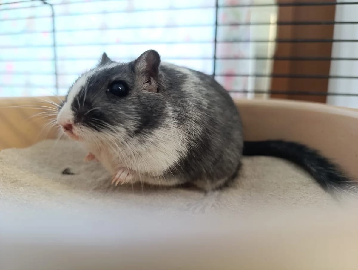 Schecki, male mixed breed for adoption at Tierheim Hilden, Hilden