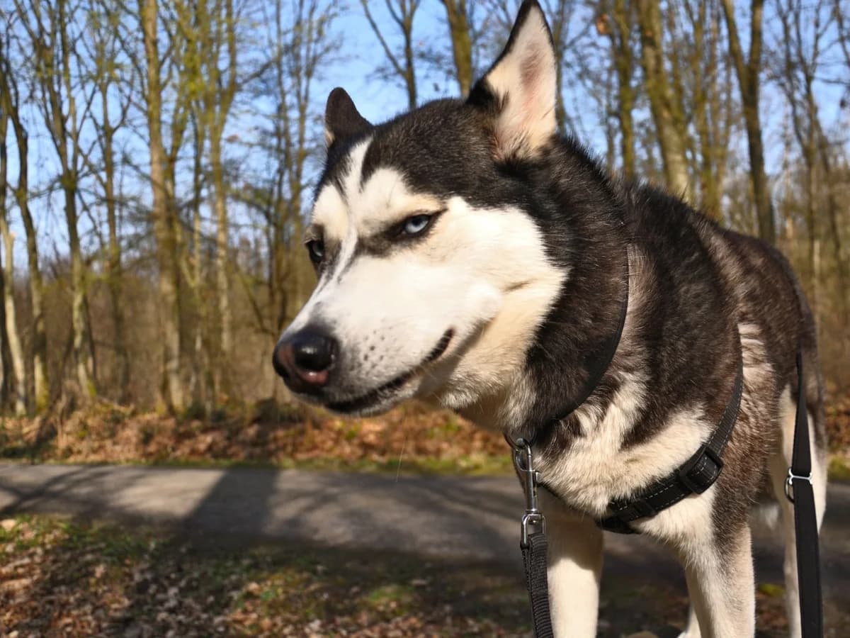 Zazu, female 3yo Husky for adoption at Tierheim Hilden, Hilden