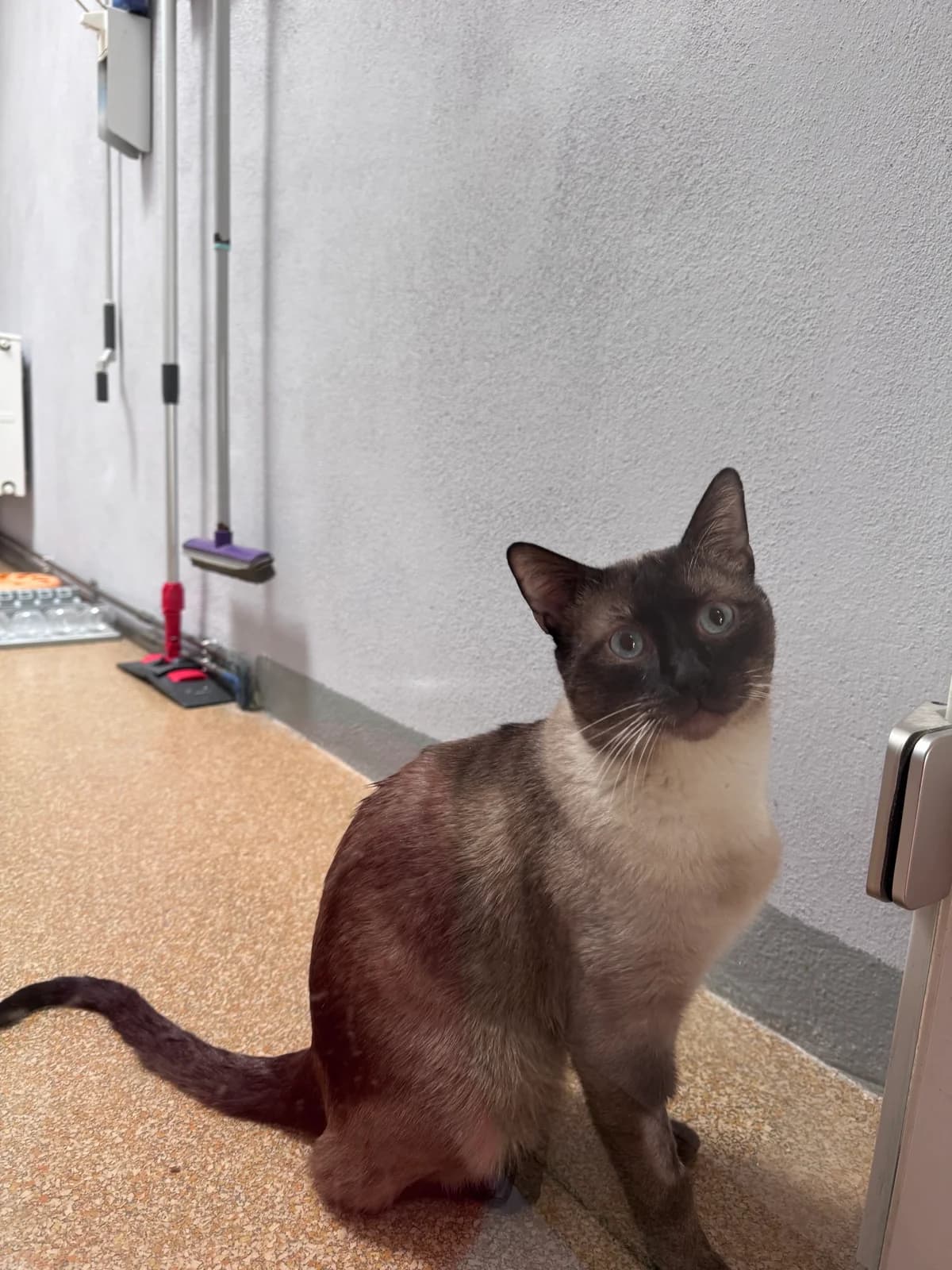 Shojo, male young Siamese for adoption at Tierheim Hilden, Hilden