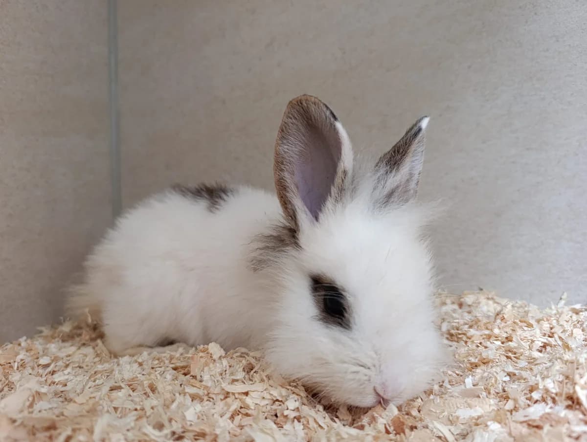 Sidney & California, mixed breed for adoption at Tierheim Hilden, Hilden