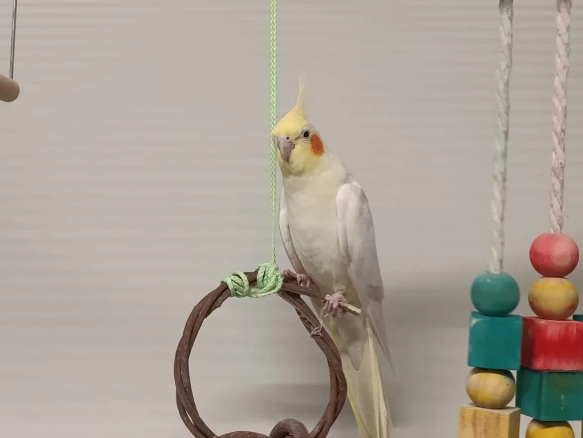 Snowy, female mixed breed for adoption at Tierheim Hilden, Hilden