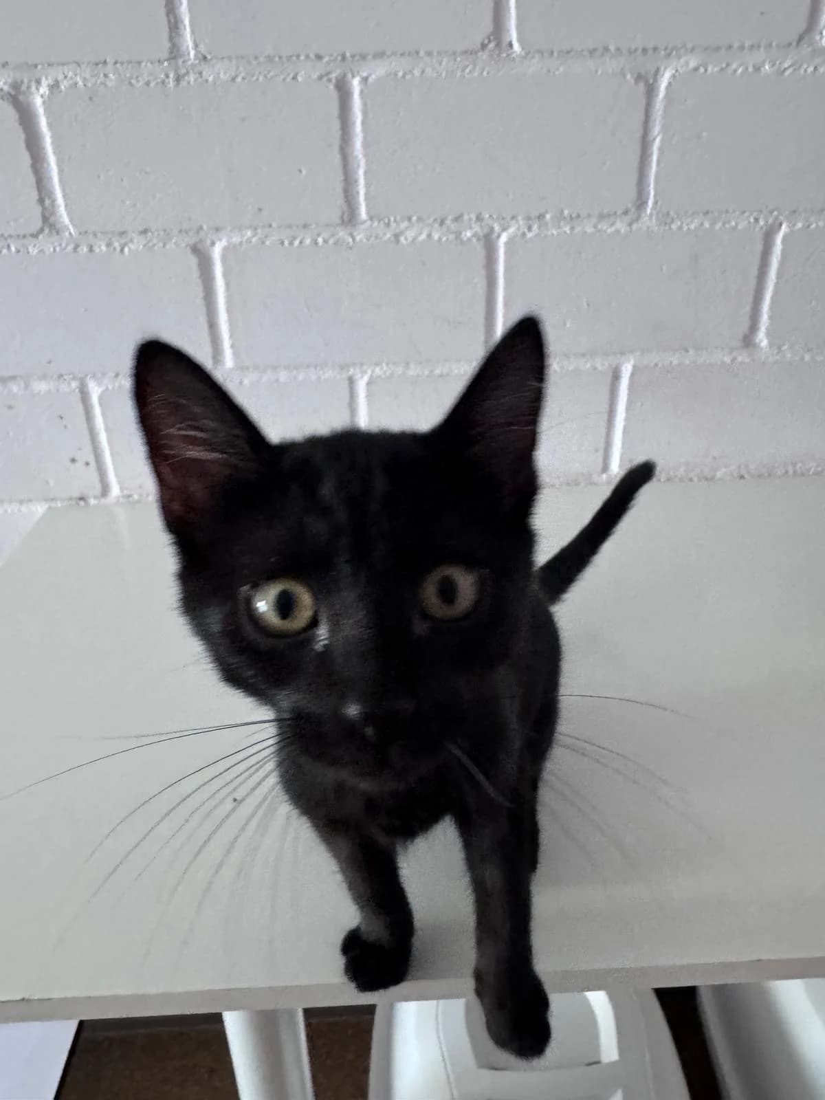 Spinelli & Petey, puppy European Shorthair for adoption at Tierheim Hilden, Hilden