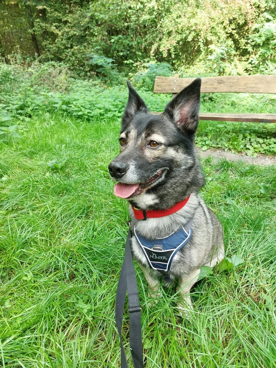 Stinker, male 5yo Mixed Breed for adoption at Tierheim Hilden, Hilden