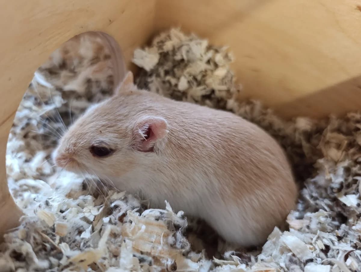 Sunny, female young mixed breed for adoption at Tierheim Hilden, Hilden