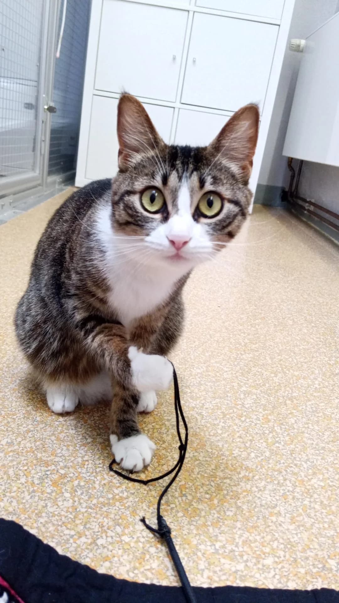 Mimi & Tiger, young European Shorthair for adoption at Tierheim Hilden, Hilden