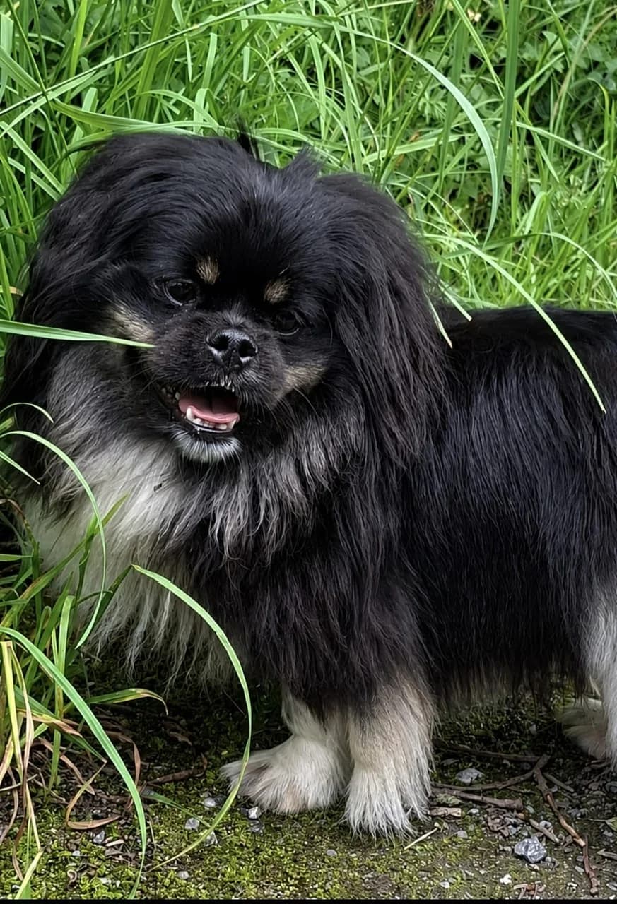 Timmy, male 4yo mixed breed for adoption at Tierheim Hilden, Hilden